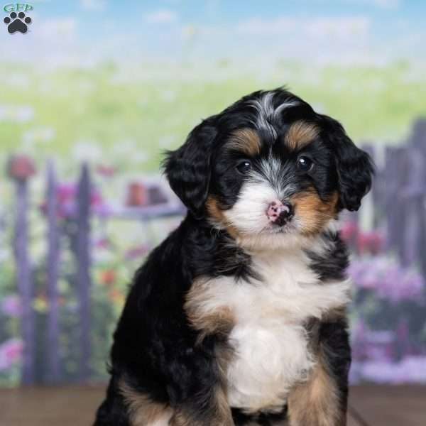 Dexter, Mini Bernedoodle Puppy